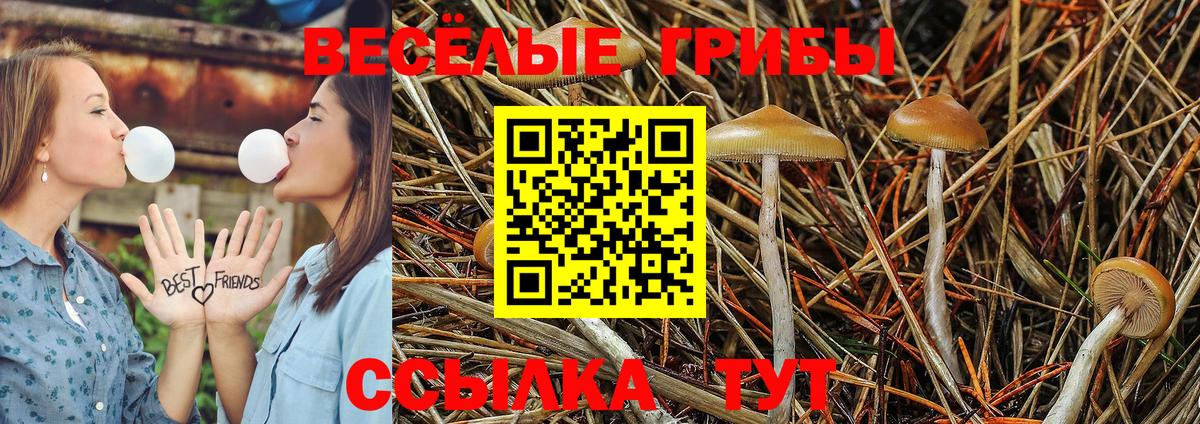 Псилоцибиновые грибы Cubensis Апатиты